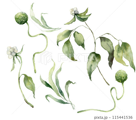 Watercolor floral set of tree branch, grass and clover. Hand drawn plants elements isolated on white background. Outdoor illustration for design, print, fabric or background. 115441536