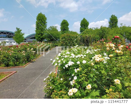 道の駅妻沼・バラ園　　（埼玉県熊谷市） 115441777