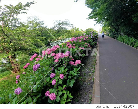 志木新河岸川あじさいロード　（埼玉県志木市） 115442007