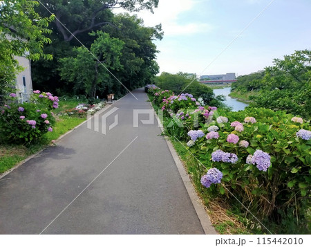志木新河岸川あじさいロード　（埼玉県志木市） 115442010
