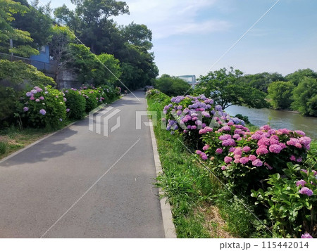 志木新河岸川あじさいロード (埼玉県志木市) 志木新河岸川あじさいロード (埼玉県志木市) 115442014