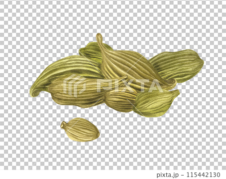 Green cardamom, Elettaria cardamomum. Fragrant camphor spice pile. Dried pods. Aromatic textured plant for medicine, food, drinks. Watercolor illustration. Ingredient for decor, cooking recipe 115442130