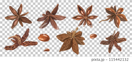 Star Anise seed in various shapes. Badian with delicate spicy aroma. Watercolor botanical illustration of dried aniseed. For decoration of menu, spice stores, Christmas and New Year drinks 115442132