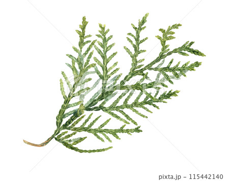 Cypress. Coniferous plant branch. Green lush Cupressus sprig. Watercolor illustration. Rustic design for nature and flora lovers. For nature and design projects. Xmas decor. Holiday season 115442140