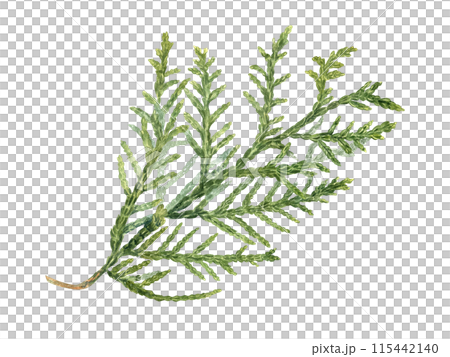Cypress. Coniferous plant branch. Green lush Cupressus sprig. Watercolor illustration. Rustic design for nature and flora lovers. For nature and design projects. Xmas decor. Holiday season 115442140