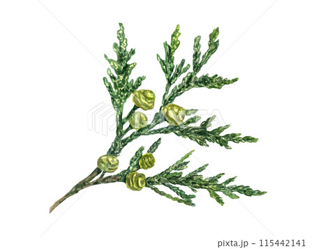 Cypress with green yellow cones. Coniferous plant branch. Fresh lush Cupressus sprig. Watercolor illustration. Rustic design for nature and flora lovers. For nature and design projects. Xmas decor. 115442141