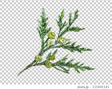 Cypress with green yellow cones. Coniferous plant branch. Fresh lush Cupressus sprig. Watercolor illustration. Rustic design for nature and flora lovers. For nature and design projects. Xmas decor. 115442141