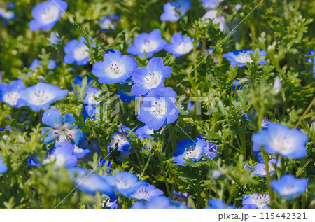 青いネモフィラ 115442321