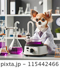 研究中のチワワ 115442466