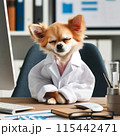研究中のチワワ 115442471