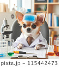 研究中のチワワ 115442473