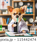 研究中のチワワ 115442474