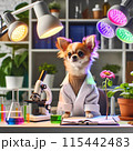 研究中のチワワ 115442483