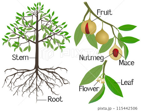 Showing parts of nutmeg plant on a white background. 115442506