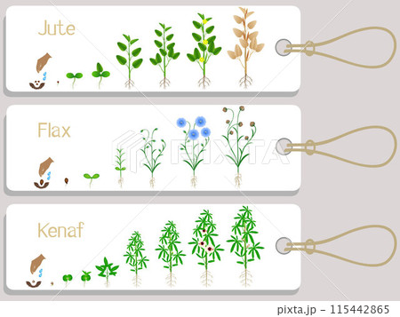 Jute, flax and kenaf plant growth cycle tags. 115442865