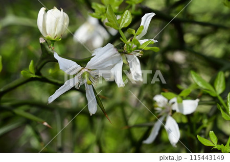 カラタチ(ミカン科)落葉低木の白い花 カラタチ(ミカン科)落葉低木の白い花 115443149
