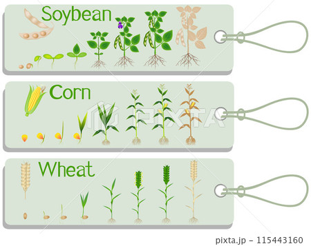 Soy, corn and wheat plant growth cycle tags. 115443160