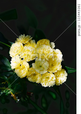 黄色いモッコウバラの花 黄色いモッコウバラの花 115443161