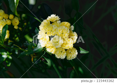 黄色いモッコウバラの花 黄色いモッコウバラの花 115443162
