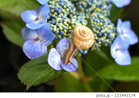 紫陽花とカタツムリ 115443174