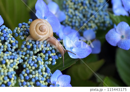 紫陽花とカタツムリ 115443175