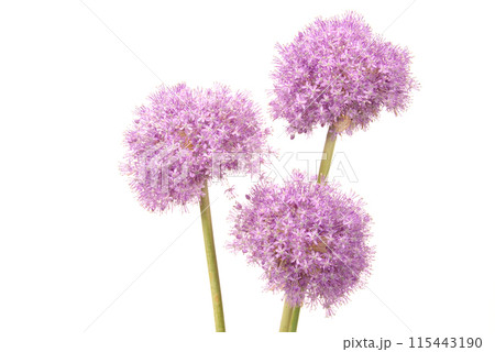 薄紫色のアリウムの花 115443190