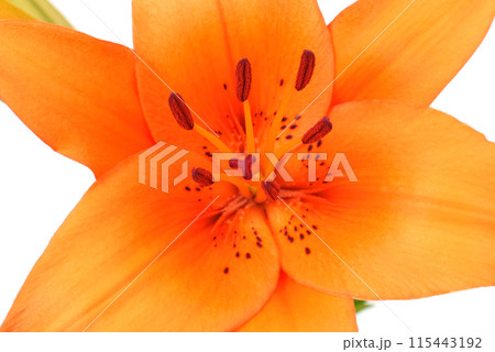 オレンジ色のスカシユリの花 オレンジ色のスカシユリの花 115443192