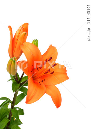 オレンジ色のスカシユリの花 オレンジ色のスカシユリの花 115443193