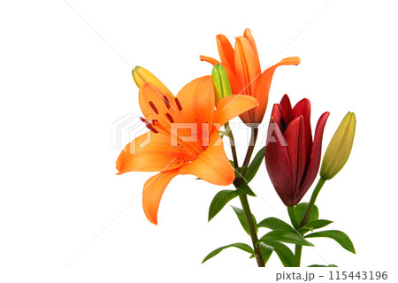 オレンジ色のスカシユリの花 オレンジ色のスカシユリの花 115443196