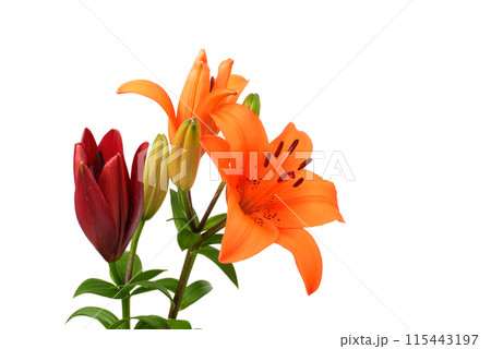 オレンジ色のスカシユリの花 オレンジ色のスカシユリの花 115443197