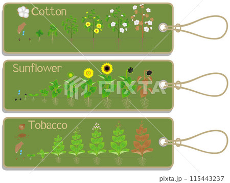 Cotton, sunflower and tobacco plant growth cycle tags. Cotton, sunflower and tobacco plant growth cycle tags. 115443237