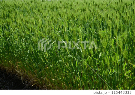 育成中の麦畑の様子 115443333