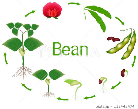 Bean plant growth stages isolated on white background. Bean plant growth stages isolated on white background. 115443474