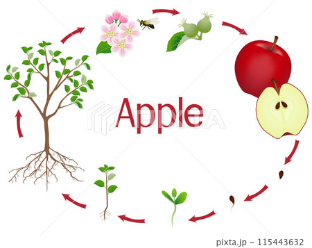 Apple tree growth stages isolated on white background. 115443632