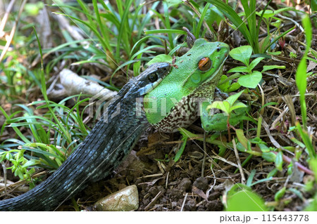 捕食　蛇に呑まれるモリアオガエル 115443778