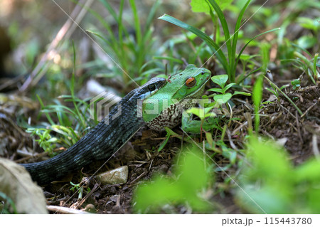 捕食　蛇に呑まれるモリアオガエル 115443780