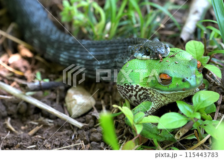 捕食　蛇に呑まれるモリアオガエル 115443783