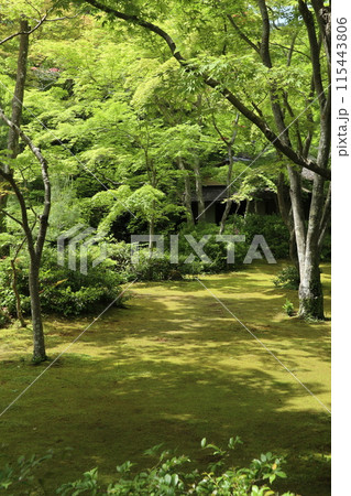 京都　大河内山荘庭園の新緑 115443806