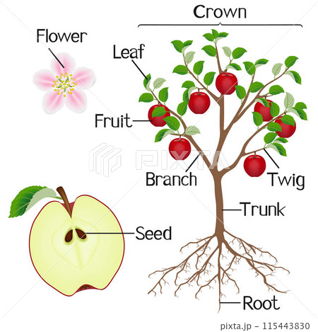 Parts of apple plant on a white background. Parts of apple plant on a white background. 115443830