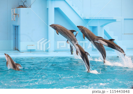 イルカたちのジャンプ 115443848