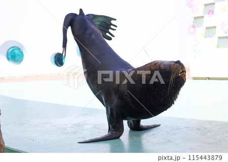 逆立ちするオタリア 逆立ちするオタリア 115443879