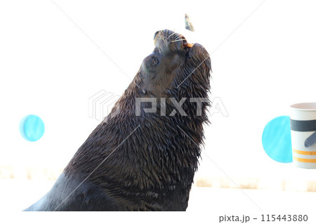 ご褒美をもらうオタリア ご褒美をもらうオタリア 115443880