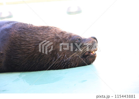 失敗してへこむオタリア 失敗してへこむオタリア 115443881