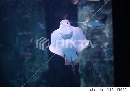 水槽から見ている小さなエイ 水槽から見ている小さなエイ 115443935
