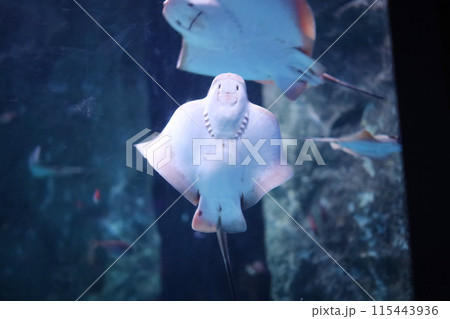 水槽から見ている小さなエイ 115443936