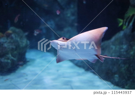 泳ぐ小さなエイ 泳ぐ小さなエイ 115443937