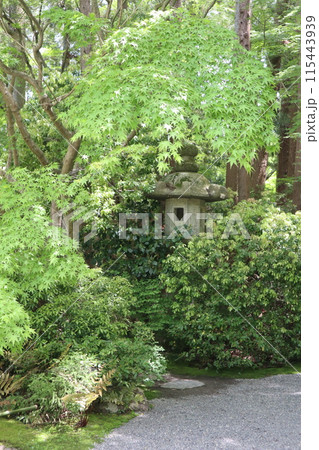 京都 大河内山荘庭園の新緑 京都 大河内山荘庭園の新緑 115443939
