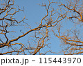 Oak Silhouettes 115443970