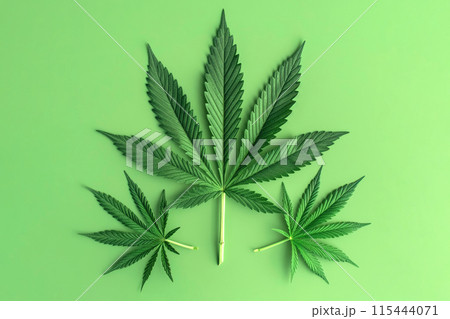 Fresh cannabis Leaves on Mint Green Background 115444071