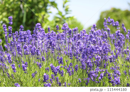 イングリッシュラベンダー お花 イメージ イングリッシュラベンダー お花 イメージ 115444180